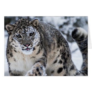 Cartão Leopardo de Neve na Prowl