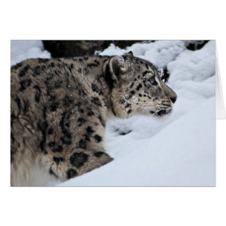Cartão Leopardo de Neve na Prowl