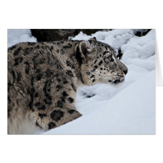 Cartão Leopardo de Neve na Prowl (Frente Horizontal)