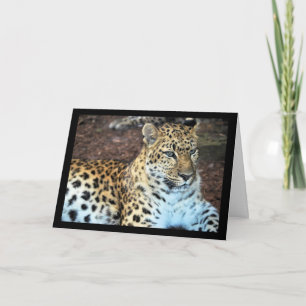 Cartão Leopardo em Repouso
