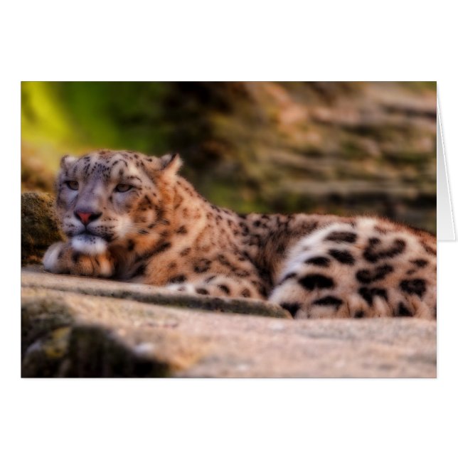 Cartão Leopardo solto (Frente Horizontal)