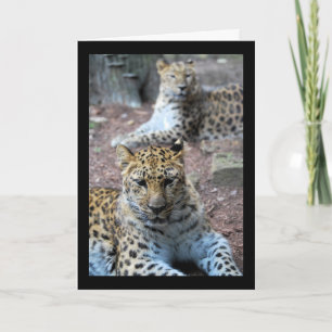 Cartão Leopardos Descansando