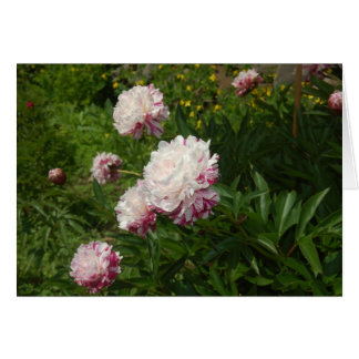 Cartão Les Jolies Demoiselles