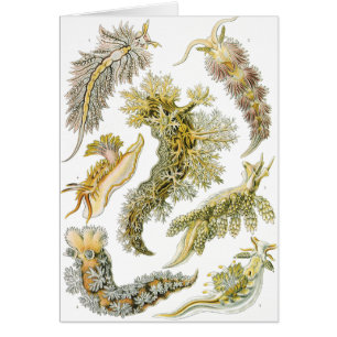 Cartão Lesmas Marinhas por Ernst Haeckel, Nudibranchia Vi
