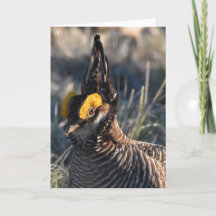 Lesser Prairie Chicken