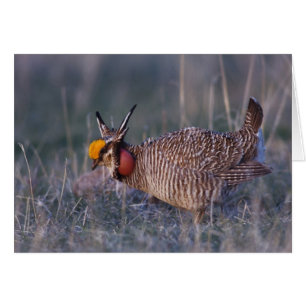 Cartão Lesser Prairie-Chicken, Tympanuchus