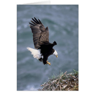 Cartão Leucocephalus do Haliaeetus