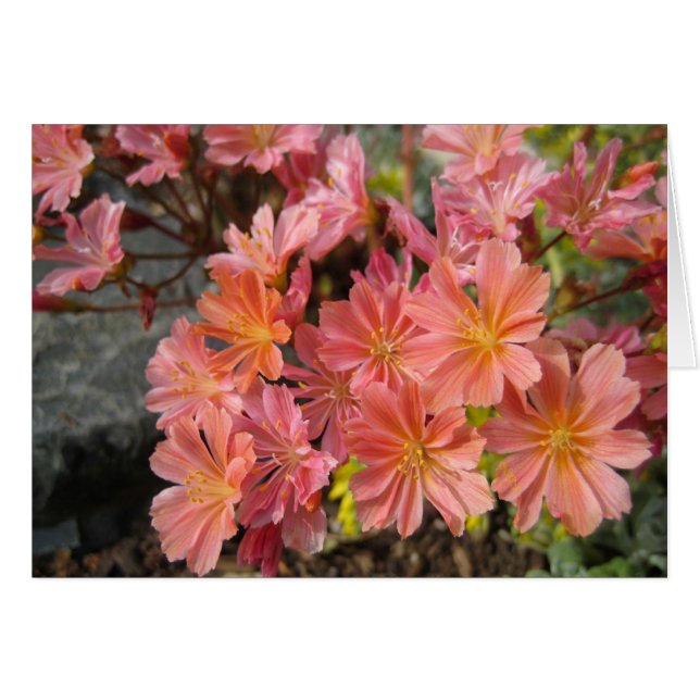 Cartão Lewisia Card (Frente Horizontal)