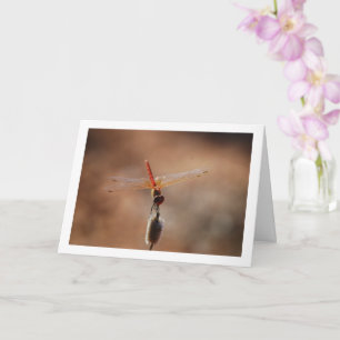 Cartão Libélula de Asas Laranjas
