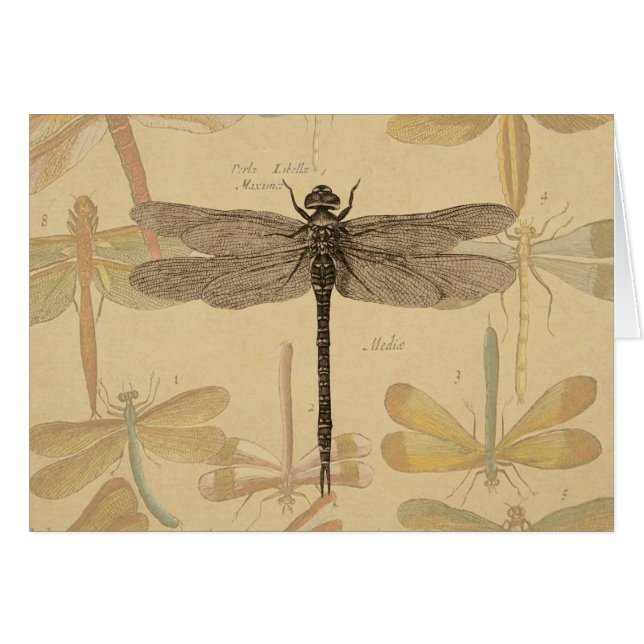 Cartão Libélula Vintage Antiga Clássica Natureza (Frente Horizontal)