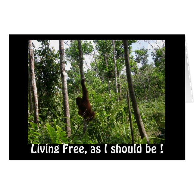 Cartão Libertação de Orangutanos na selva de Bornéu (Frente Horizontal)
