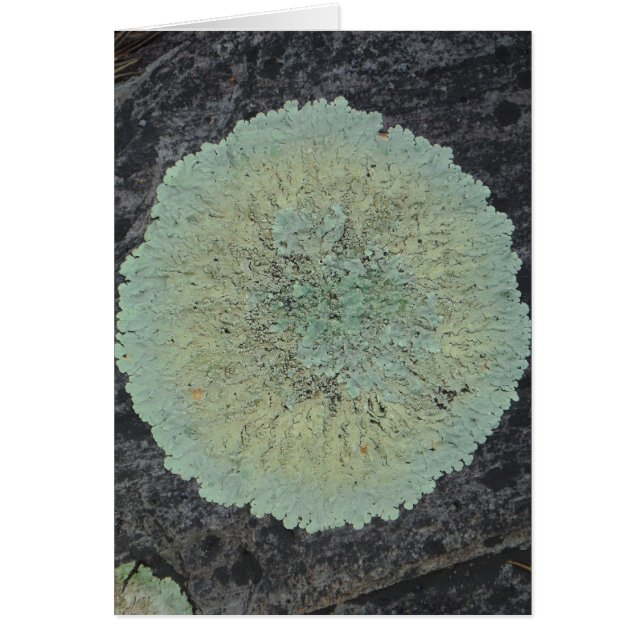 Cartão Lichen Mossy Circle (Frente)