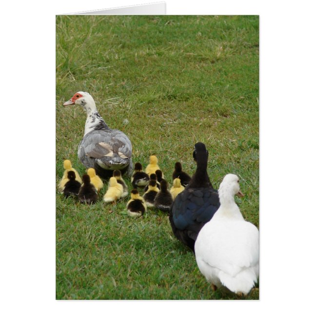 Cartão Liderando Os Muscovies Familiares Em Uma Linha (Frente)