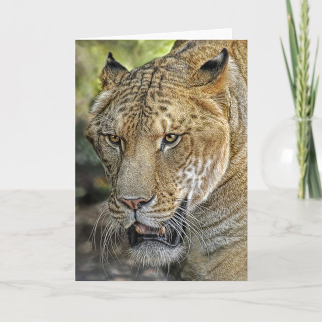 Cartão Liger Half Lion Half Tiger (Frente)