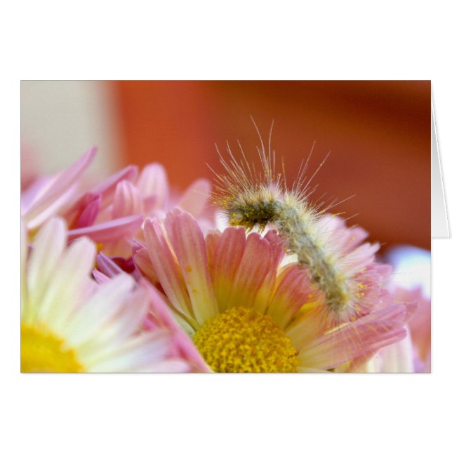 Cartão Lil' Caterillar (Frente Horizontal)