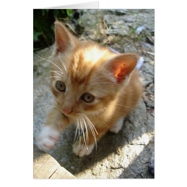 Cartão Lil' Red Kitten (Frente)