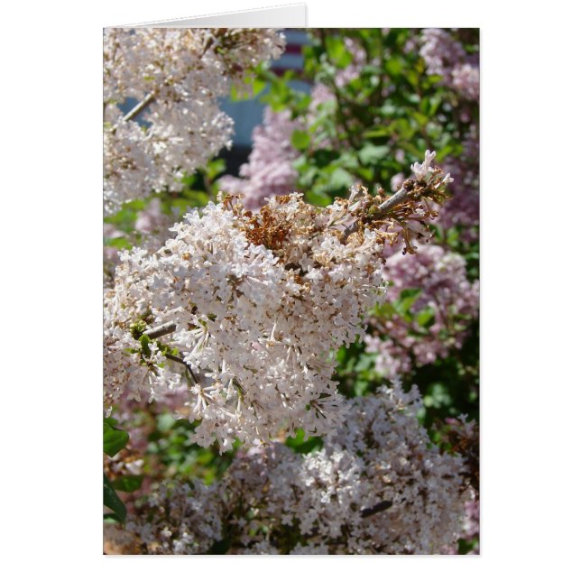 Cartão Lilac (Frente)