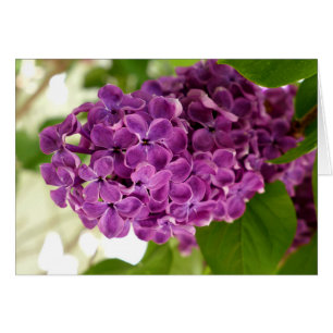 Cartão Lilac bonito