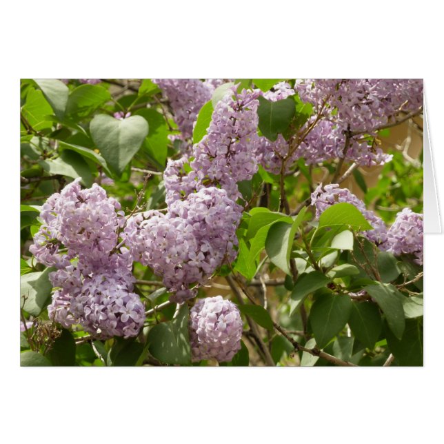Cartão Lilac Bush Lindas Flores de primavera Roxas (Frente Horizontal)