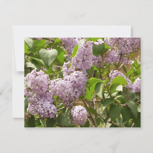 Cartão Lilac Bush Lindas Flores de primavera Roxas (Frente)