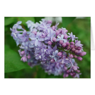 Cartão Lilac Love
