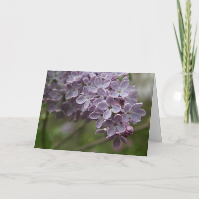 Cartão Lilac (Syringa spp.) (Frente)