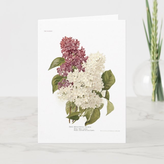 Cartão Lilacs (Frente)