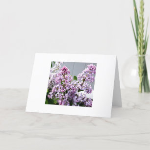 Cartão Lilacs