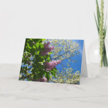 Lilacs e Cherry Blossoms - Martha's Vineyard