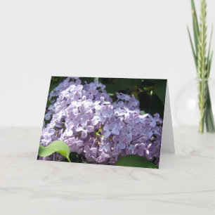 Cartão Lilacs in Full Bloom