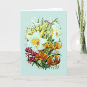 Cartão Lilium speciies