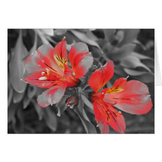 Cartão Lillies Black & White