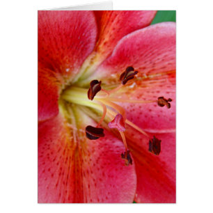Cartão Lily