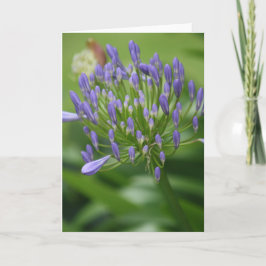 Cartão Lily Africano