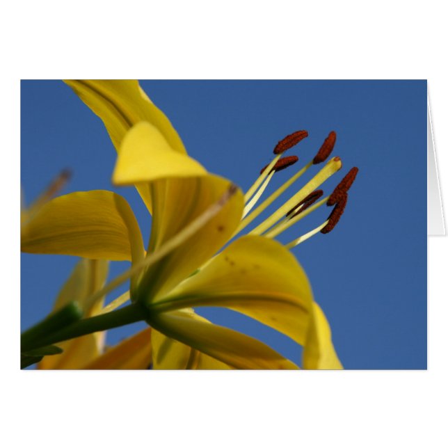 Cartão Lily Amarelo (Frente Horizontal)