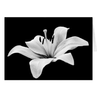 Cartão Lily branca