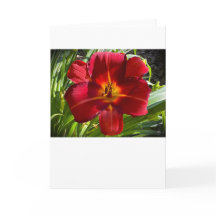 Lily, carta