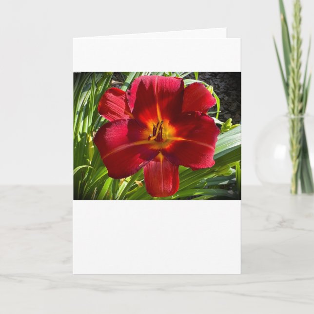 Cartão Lily, carta (Frente)