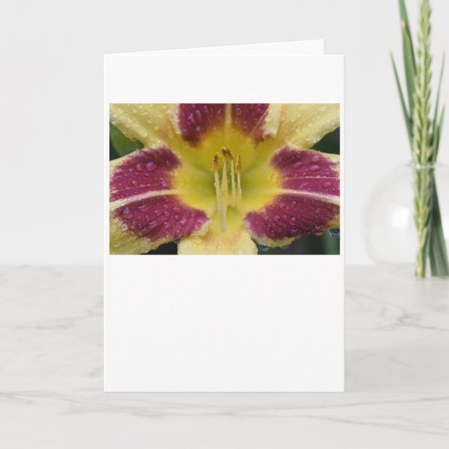 Cartão Lily, carta (Frente)