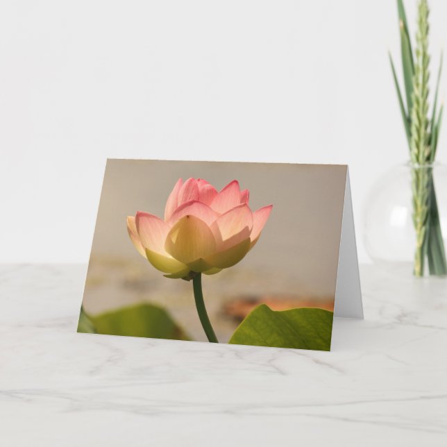 Cartão Lily de Água Rosa (Frente)