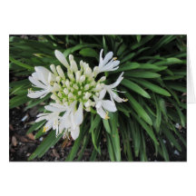 Lily do Nilo: Pensando em você