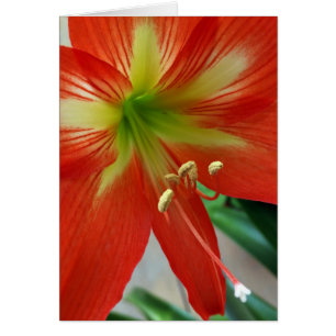 Cartão lily laranja