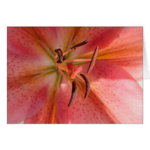 Cartão Lily Macro Flower Photo