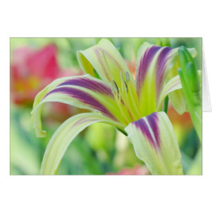 Cartão Lily marcada - Daylily