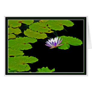 Cartão Lily Pads