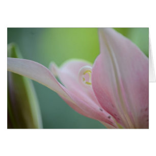 Cartão Lily rosa por Shirley Taylor