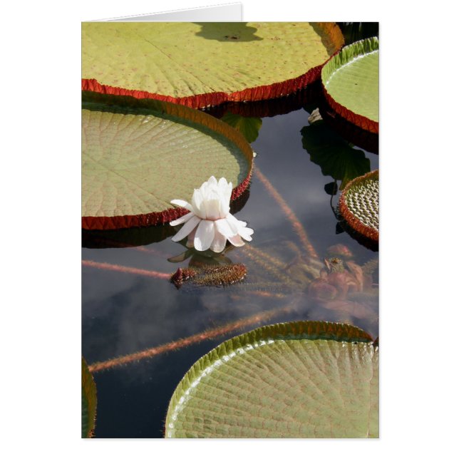 cartão - Lilypads Giant & White Water Lily (Frente)