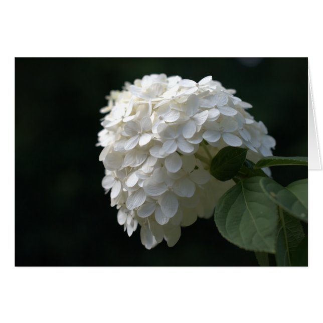 Cartão Limão Branco Hydrangea Vazio Dentro (Frente Horizontal)