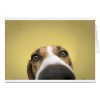 Cartão limpador de lentes