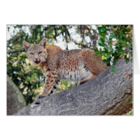 Lince na árvore